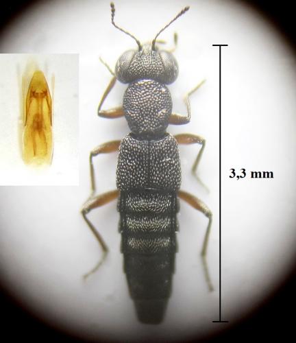 Réf. 246 716 : Stenus humilis
